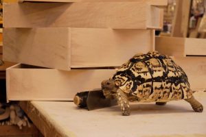 'Number 20' the Furniture School tortoise in supporting role!